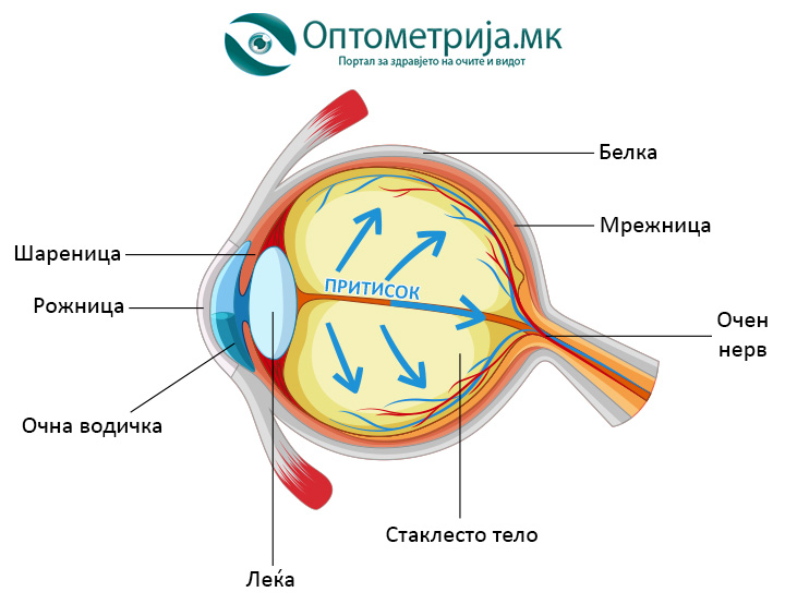 Glaukom, prikazan presek na oko i oznacen sekoj del od okoto, glaucoma